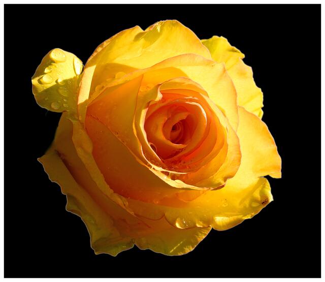 Regenrose