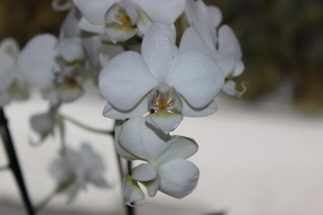 Orchidee mit EFS 18-55 und Blitz normal wie die rote Blüte aufgenommen.