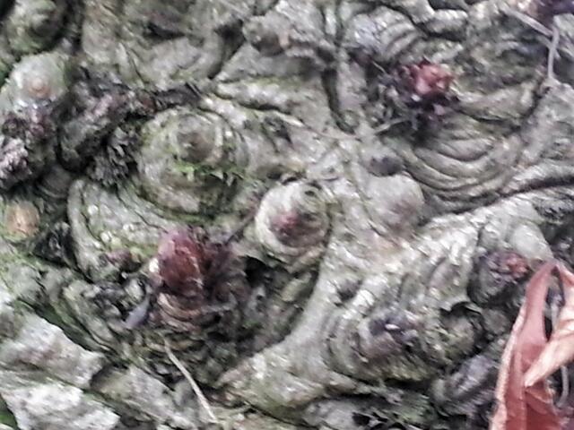 durch Zoom leider etwas unscharf .....