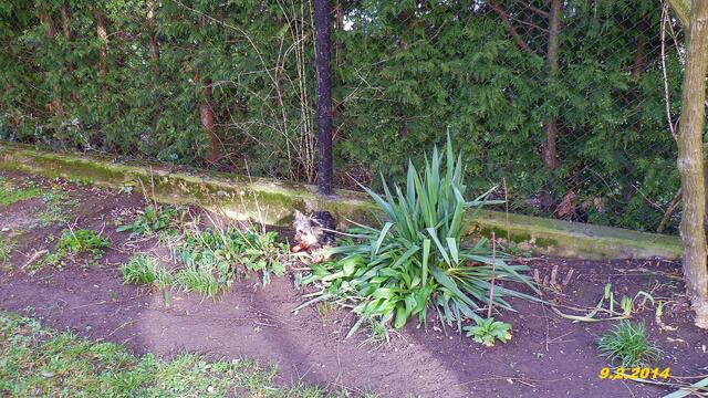 (6) !!! Sonntags + Monatsbilder / Blumenbeet!!!  9.2.2014      Temperatur:12:15 h / 8°C Plus                                           Wind: 2-6 / bewölkt / teilweise sonnig