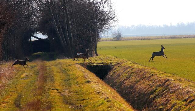 ...nun springt mal alle.....