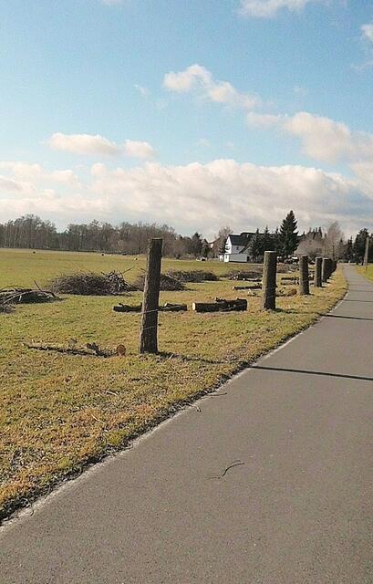 Bäume zu Koppelpfählen Steinsdorf