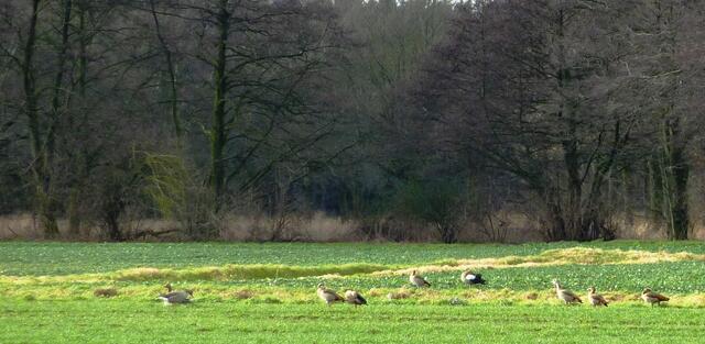 Graugänse und Nilgänse. Die vierte von rechts und die vierte von links sind mir unbekannt. Im Flug ist die Oberseite ihrer Flügel schwarz.