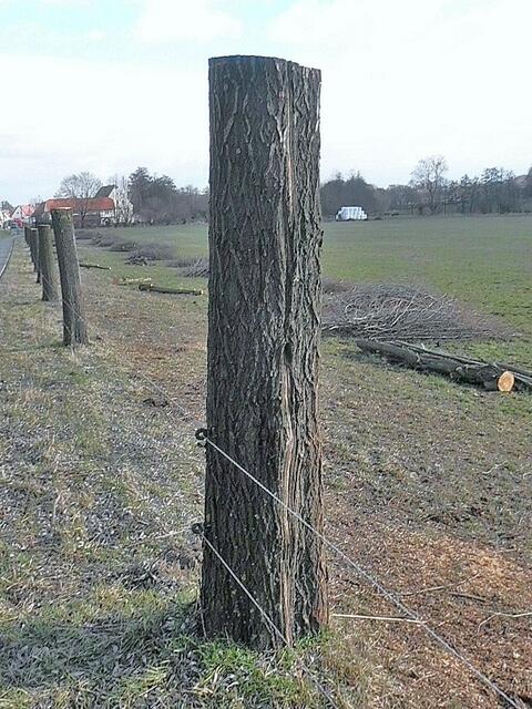 Koppelpfahl Steinsdorf