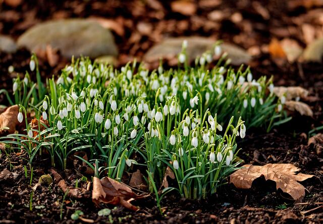Glöckchen ohne Schnee, Schneeglöckchen im Kurpark