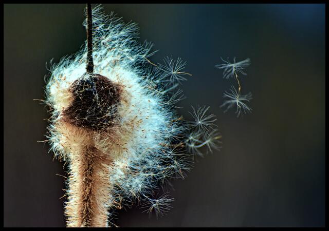 Kleine "Fallschirme" im starken Wind  im Schilf  in einem Biotop im Münstertal