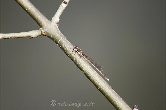 die ersten kommen ans Wasser heute Mittag bei ca 16 Grad, sonnig und windstill am Altwasser bei Meitingen