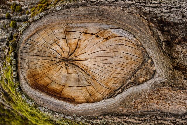 Holzauge