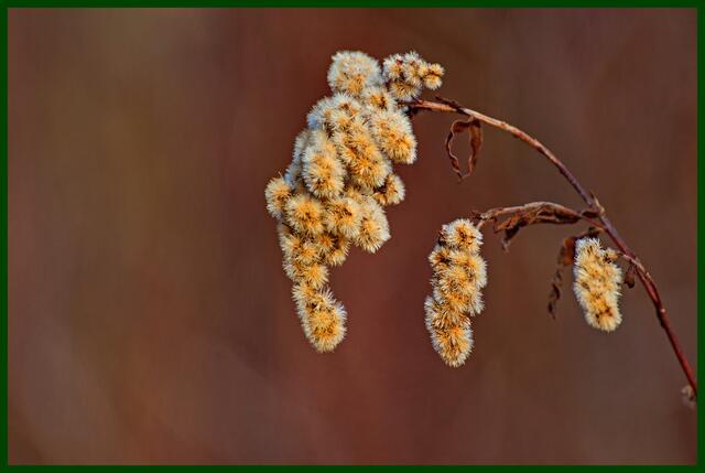 Winterreste