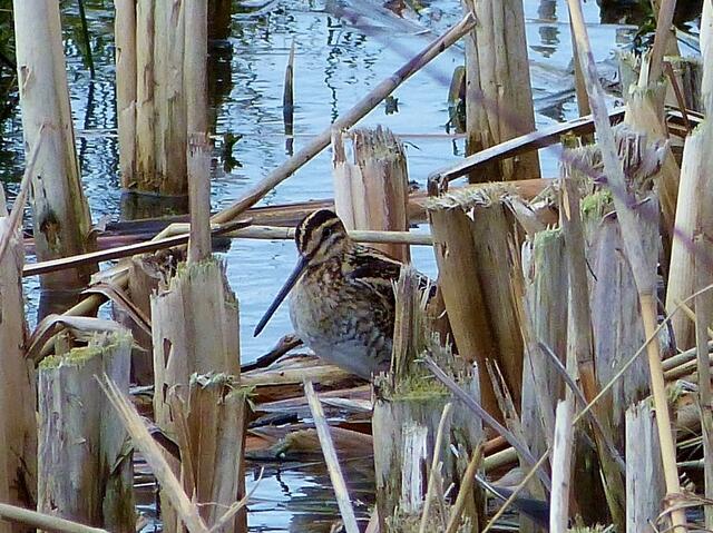 Heute im Naturschutzgebiet "De Oelemars" bei Enschede (NIederland).