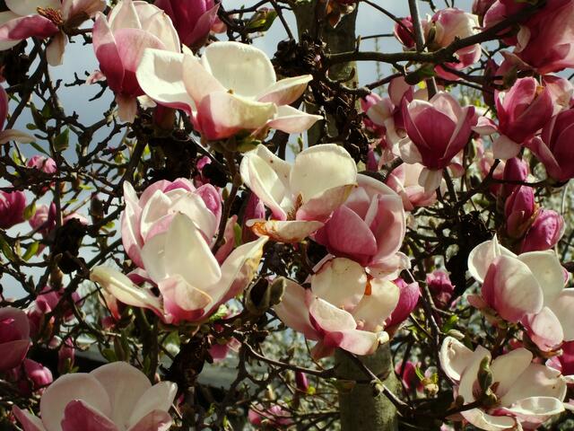Magnolienblüte am 14.4.2013 !