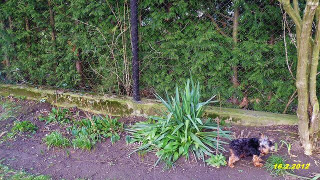 (7) !!! Sonntags + Monatsbilder / Blumenbeet !!!16.2.2014   Temperatur:11:15 h / 10°C Plus                                           Wind: 4-8 / bewölkt / sonnig mit Glasklarer Sichtteilweise