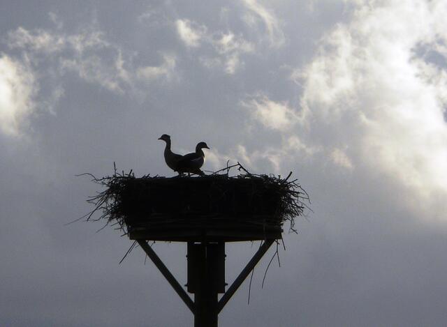 Im falschen Nest