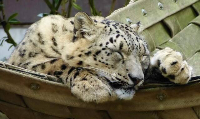 Schneeleopard im Wuppertaler Zoo