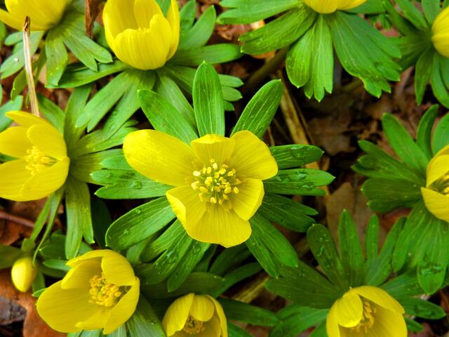 Die sonnigen Winterlinge habe ich im Langenhagener Stadtpark entdeckt.