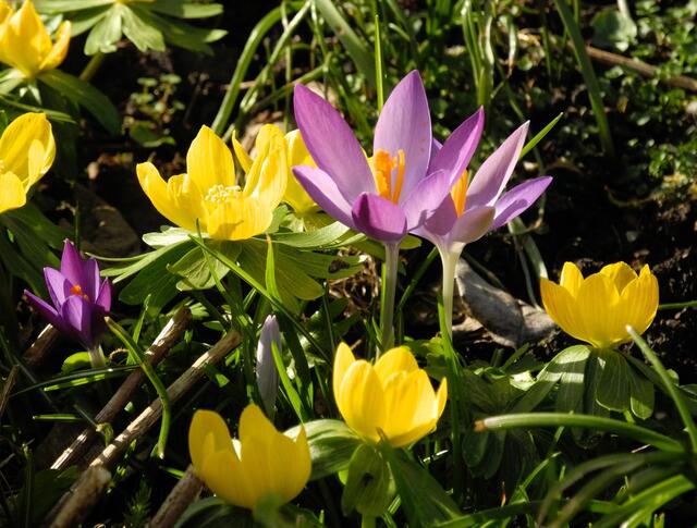 strahlen und leuchten die Farben um die Wette