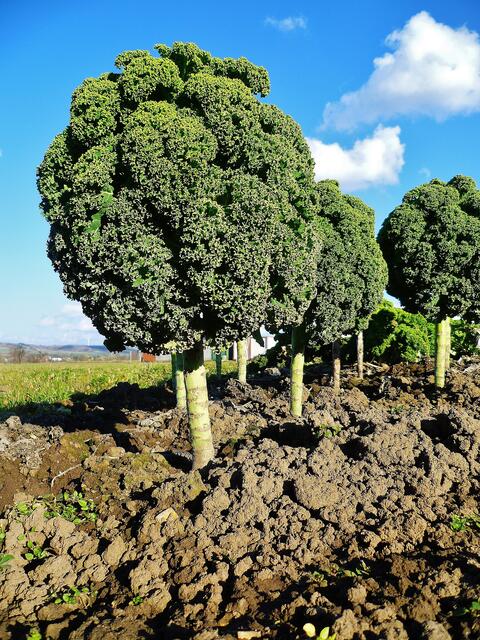Bonsai - Grünkohlplantage - am 20.2.2014 !