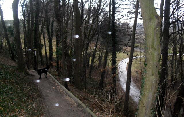Mein Weg oberhalb des Mezger Hölzle.