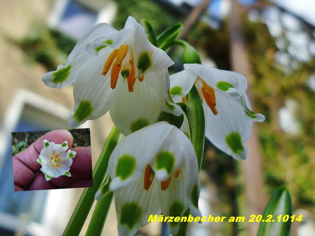 Hallo,Ich bin jetzt aber doch ein Märzenbecher - am 20.2.2014 !