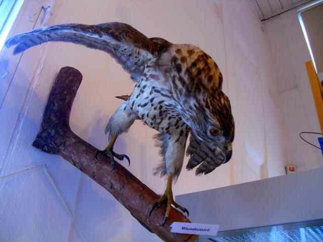 . . . ein Mäusebussard, am Stand des NABU im Stadtmuseum Burgdorf . . .