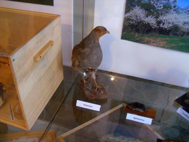 . . . ein Rebhuhn beobachtet die Besucher im Stadtmuseum . . .