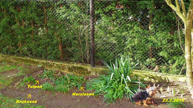 (8) !!! Sonntags + Monatsbilder / Blumenbeet  !!!  23.2.2014      Temperatur: Minus1.5°C/13:25h /10°CPlus                                         Wind:2-5 / bewölkt / sonnig warm