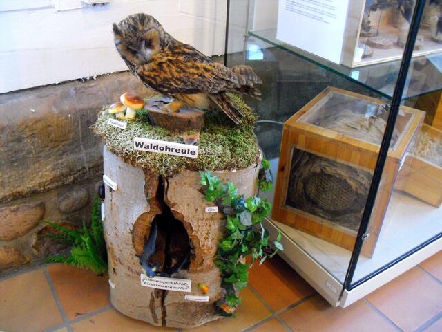 . .. eine Waldohreule, am Stand des NABU im Stadtmuseum  . . .