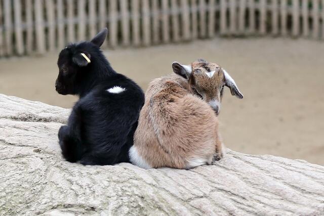 So nun ist Ruhe. Tschüüüüs!