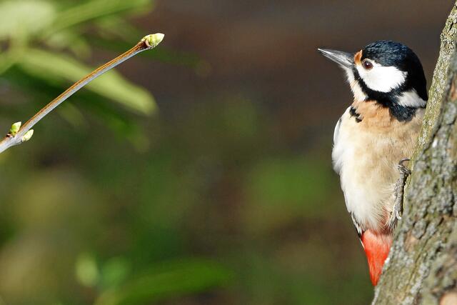 "Überall treiben doch an Sträuchern und Bäumen die grünen Knospen!" "Tatsächlich, es wird schon Frühling!"