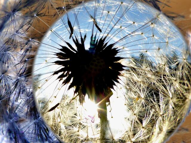 Das Sonnenlicht eingefangen in einer Pusteblume