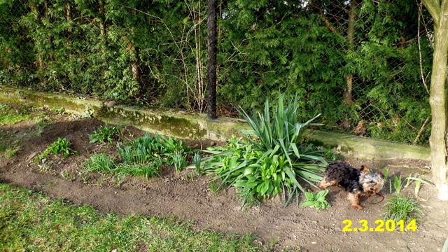 (9) !!! Sonntags + Monatsbilder / Blumenbeet !!!  2.3.2014      Temperatur: Minus 2°C/11:25h / 7°CPlus                  Wind:2-5 / bewölkt / sonnig warm