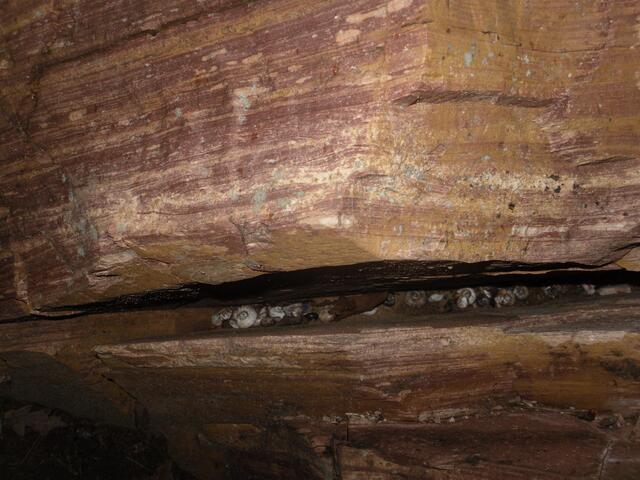 Zwischen dem Gestein liegen Schneckenhäuser