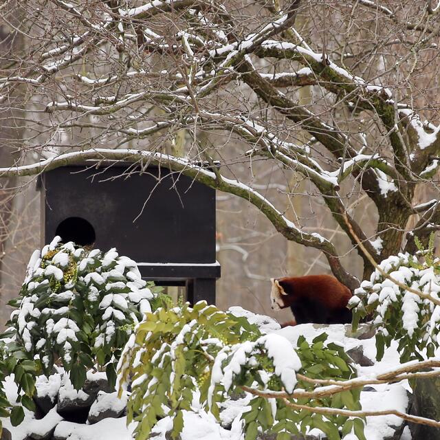 Tja, was stelle ich bei dem schönen Schnee-Wetter mal an??