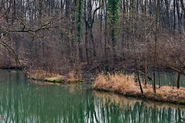 In den Rheinauen bei Breisach