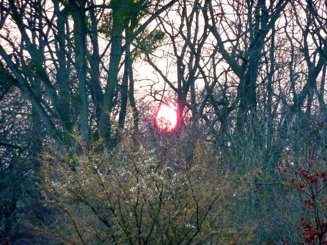 Das Sonnenfeuer lässt die Blüten leuchten.