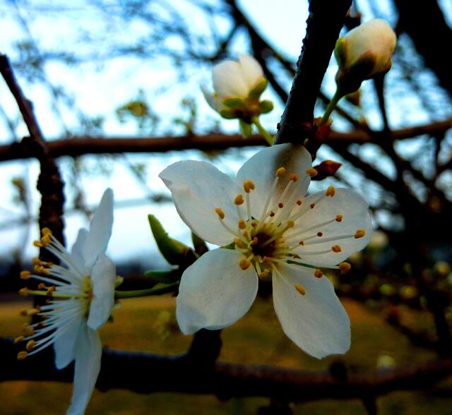 Im letzten Licht ist die Blüte wunderschön.
