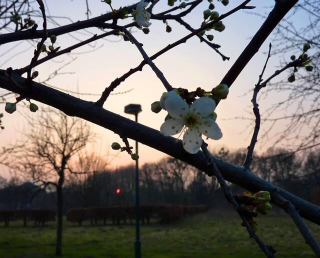 Eine frühe Kirschblüte