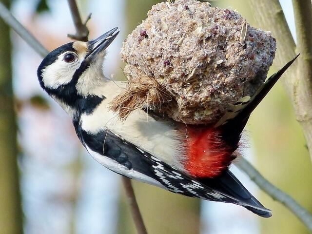 das Weibchen am Meisenknödel