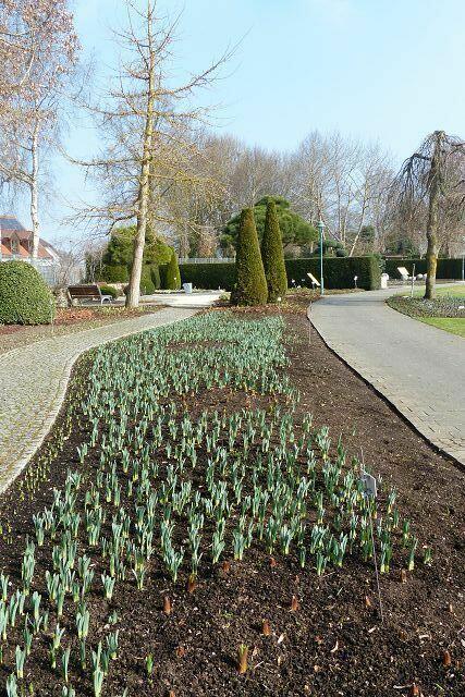 Überall Blumenzwiebel ......Tausende ....... eine Pracht, wenn sie blühen!