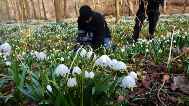 Der MDR zu Gast bei "myheimat" zur Märzenbecherblüte in Krawinkel und in Landgrafroda - am 6.3.2014 !