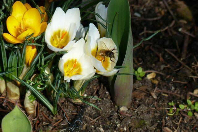 Insektenbesuch ....