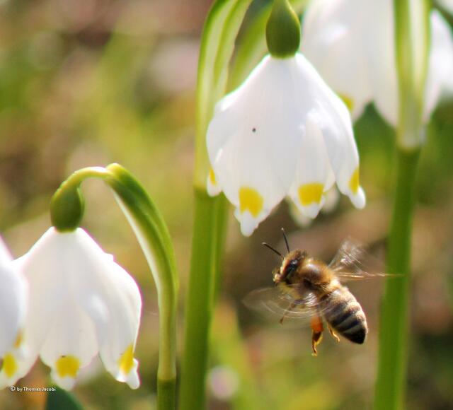 Summ-summ-summ, Bienchen summt herum. :-)