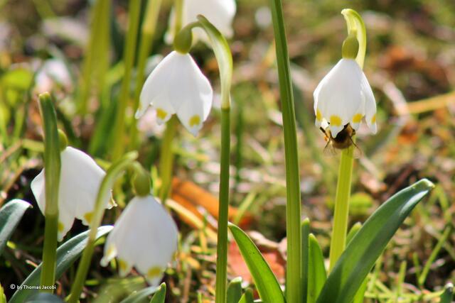 Nun steckt es fest, das Bienchen. :-))