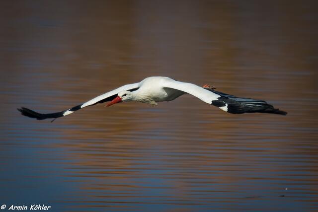Überflieger