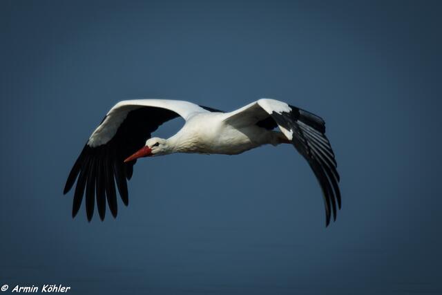 Im Flug