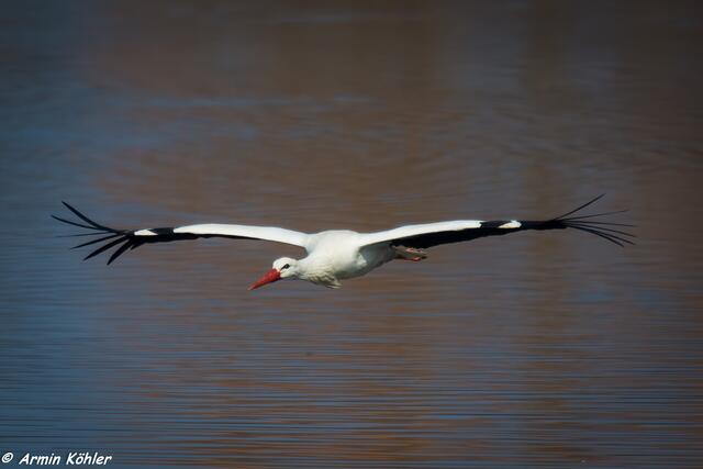 Storch im Flug