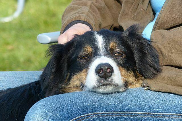auch die Hunde freuen sich über die Pause ..... Entspannung pur!