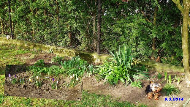 10) !!! Sonntags + Monatsbilder / Blumenbeet !!! 9.3.2014 Temperatur: Minus 3°C / 10:51h / 11°C Plus Wind:2-3/ bewölkt / sonnig warm