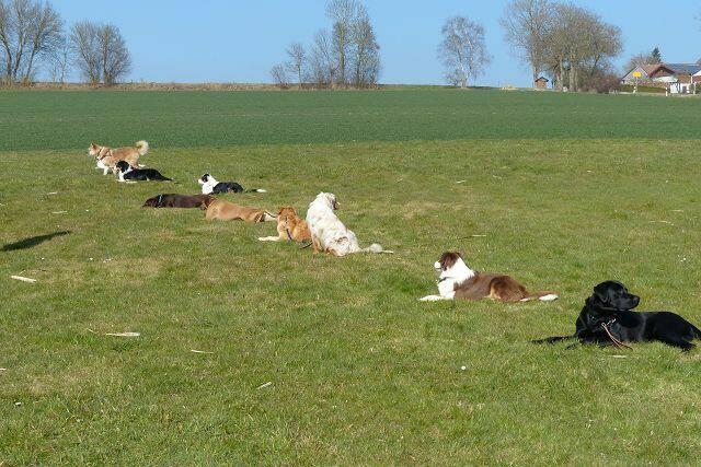 Heute funktioniert das Ablegen ALLER HUnde ohne Wort und Geste ...! Klasse!!