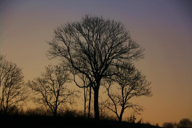 Baumsilhouetten